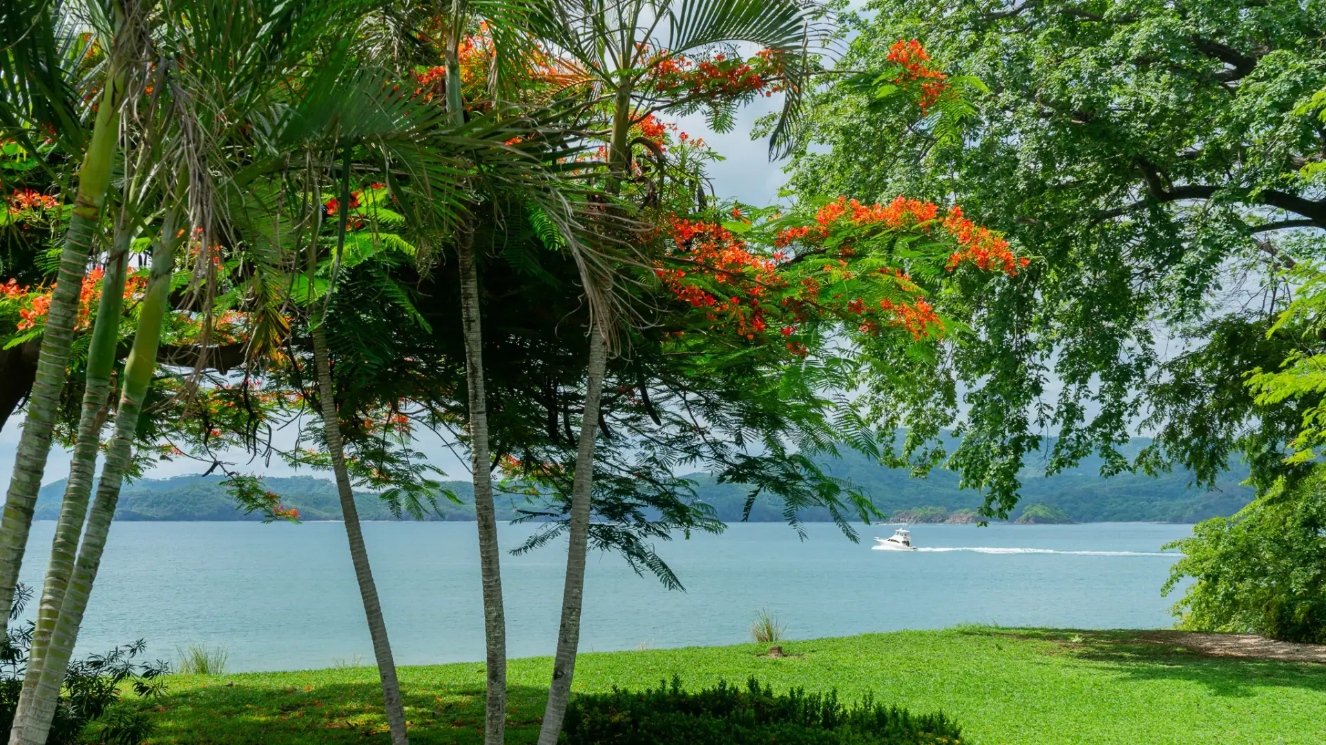 Árbol de fuego y jardín con vista al océano